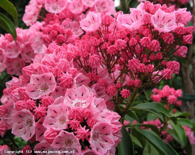 Kalmia latifolia 'Ewa'  - kalmia szerokolistna odm. 'Ewa' 