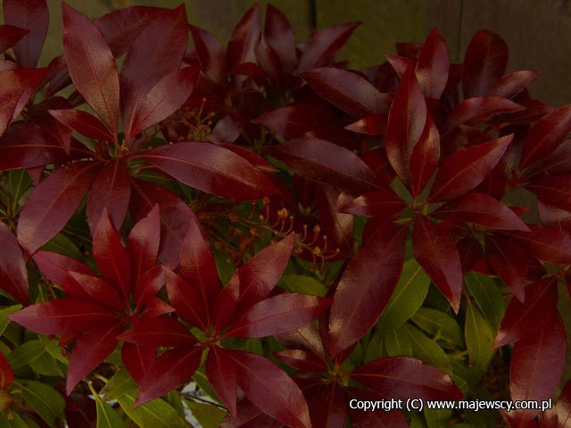 Pieris japonica 'Katsura'  - japanese andromeda odm. 'Katsura' 