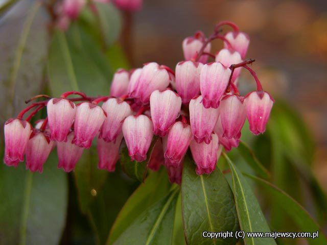 Pieris japonica 'Katsura'  - pieris japoński odm. 'Katsura' 