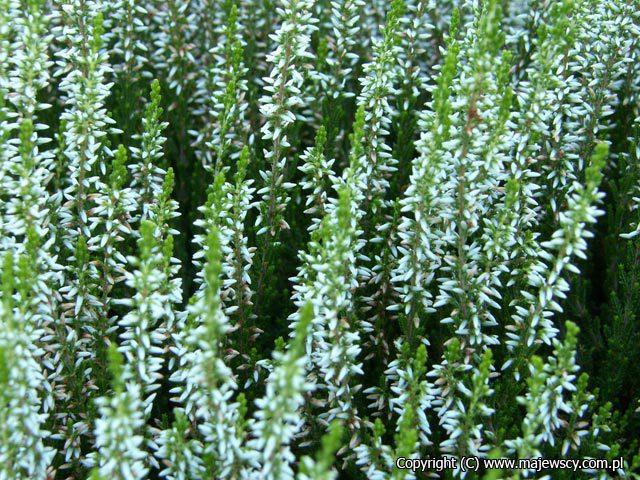 Calluna vulgaris 'Klaudius' ® - wrzos pospolity odm. 'Klaudius' ®