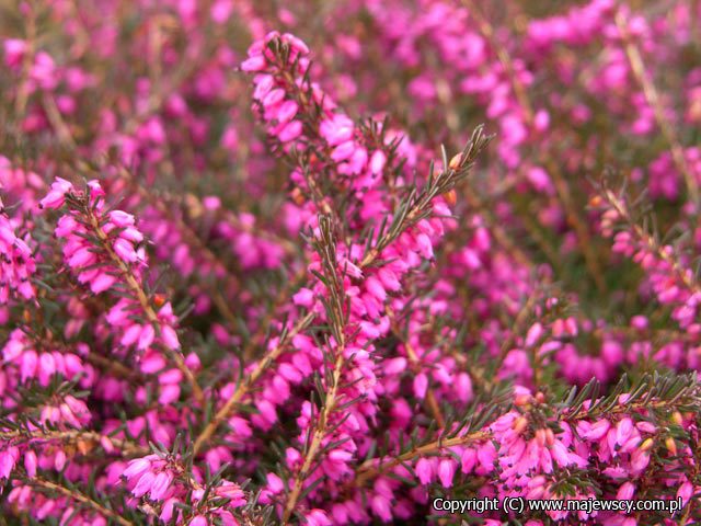 Erica darleyensis 'Kramer’s Rote'  - wrzosiec darlejski odm. 'Kramer’s Rote' 