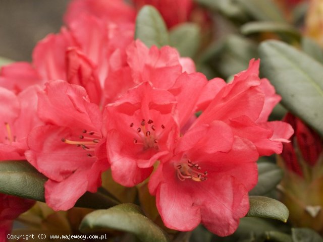 Rhododendron yakushimanum 'Lampion'  - różanecznik jakuszimański odm. 'Lampion' 
