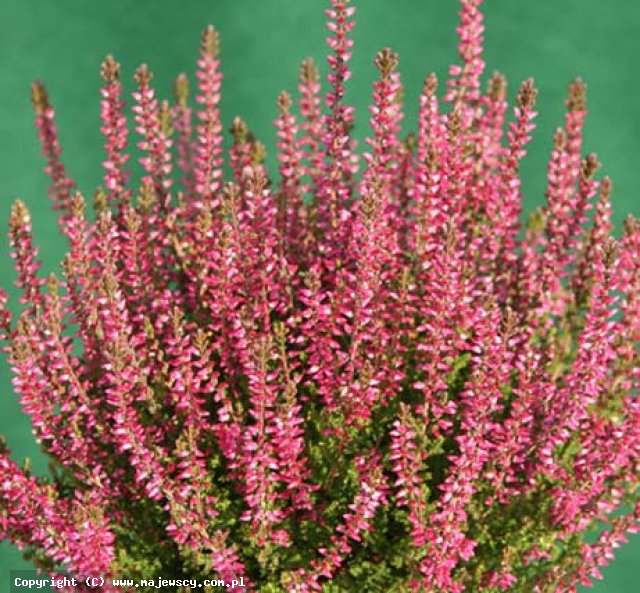 Calluna vulgaris 'Liliane' &reg - wrzos pospolity odm. 'Liliane' &reg
