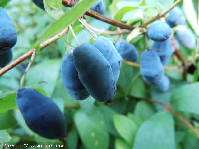 Lonicera kamtschatica 'Siniczka'  - suchodrzew jadalny (jagoda kamczacka) odm. 'Siniczka' 