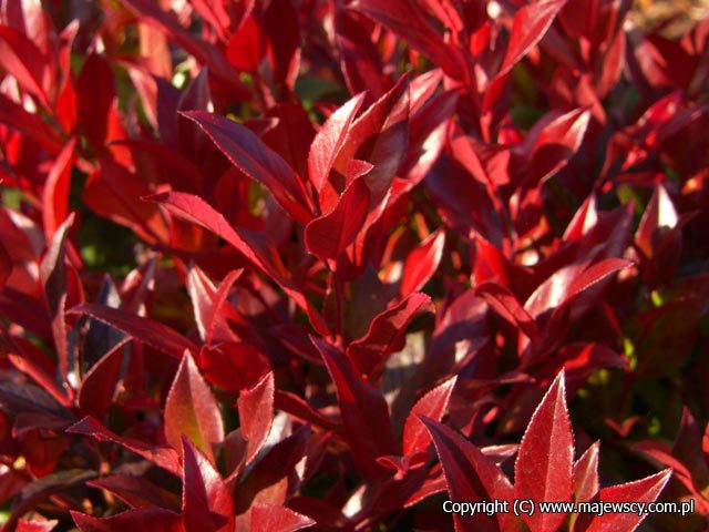 Leucothoe racemosa 'Scarletta'  - hobblebush odm. 'Scarletta' 