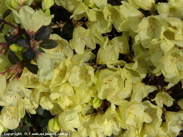 Rhododendron Keiskei  'Wren'  -  odm. 'Wren' 