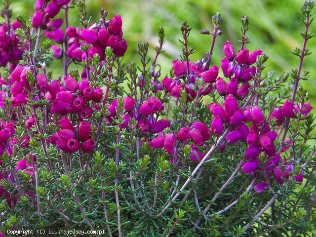 Erica cinerea 'Tobi'  - wrzosiec szary odm. 'Tobi' 