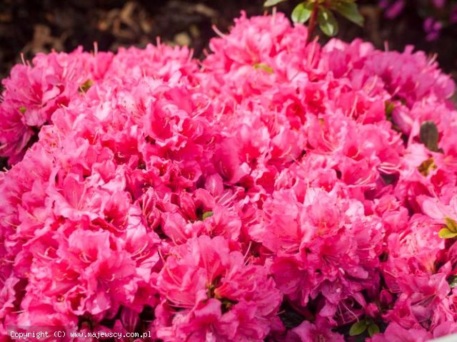 Rhododendron obtusum 'Minna-Ida'  -  odm. 'Minna-Ida' 