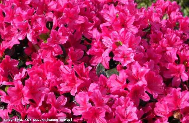 Rhododendron obtusum 'Multiflorum'  -  odm. 'Multiflorum' 