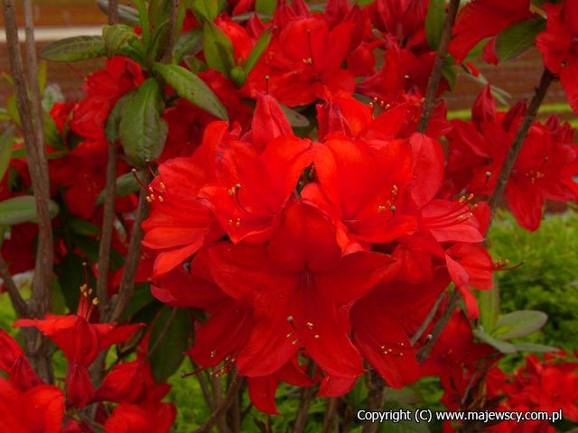 Rhododendron (Knaphill-Exbury) 'Nabucco'  - azalia wielkokwiatowa odm. 'Nabucco' 