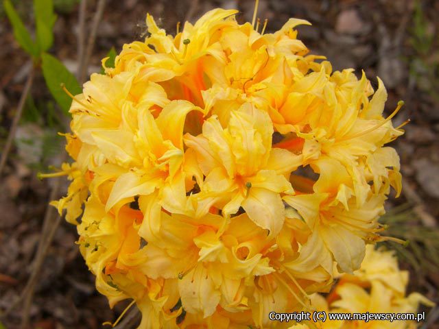 Rhododendron (Pontica) 'Narcissiflora'  - large-flowered azalea odm. 'Narcissiflora' 