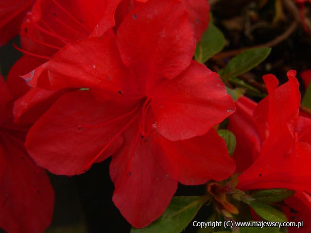 Rhododendron obtusum 'Nordlicht'  - japanese azaleas odm. 'Nordlicht' 