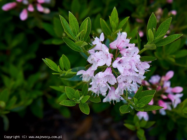 Rhododendron micranthum 'Nugget Pink'  -  odm. 'Nugget Pink' 