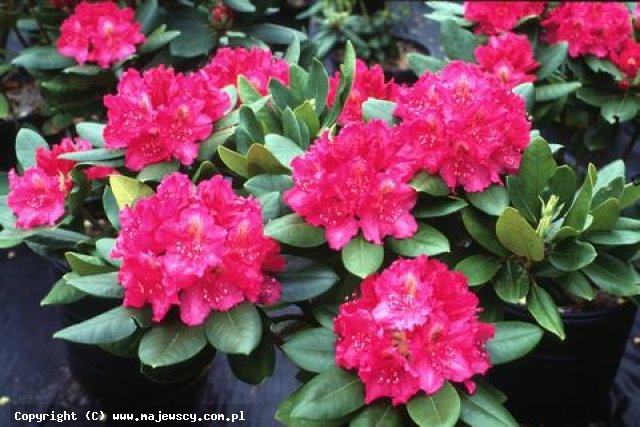 Rhododendron hybride 'Pearce's American Beauty'  - różanecznik mieszańcowy odm. 'Pearce's American Beauty' 