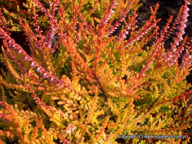 Calluna vulgaris 'Orange Queen'  - wrzos pospolity odm. 'Orange Queen' 