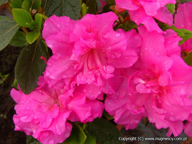 Rhododendron obtusum 'Petticoat' ® - японская азалия odm. 'Petticoat' ®