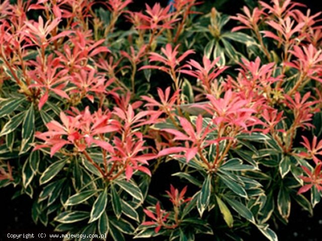 Pieris japonica 'Flaming Silver'  - перис японский odm. 'Flaming Silver' 