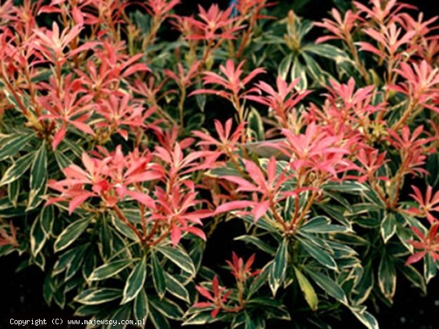 Pieris japonica 'Flaming Silver'  - pieris japoński odm. 'Flaming Silver' 