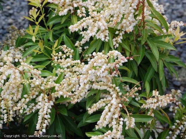 Pieris japonica 'Brouwer's Beauty'  - перис японский odm. 'Brouwer's Beauty' 