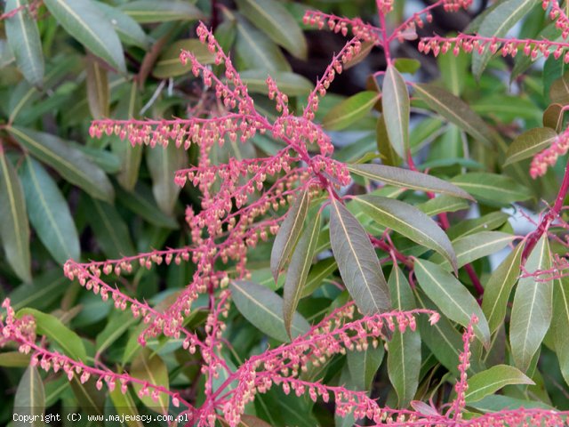 Pieris japonica 'Brouwer's Beauty'  - pieris japoński odm. 'Brouwer's Beauty' 