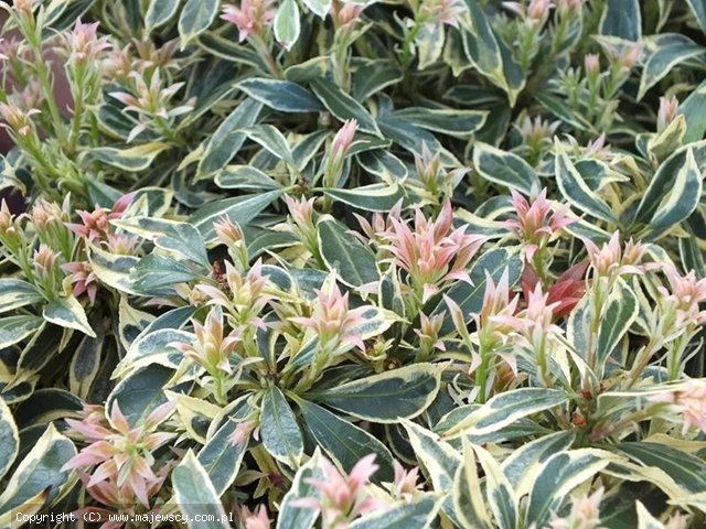 Pieris japonica 'White Rim'  - pieris japoński odm. 'White Rim' 