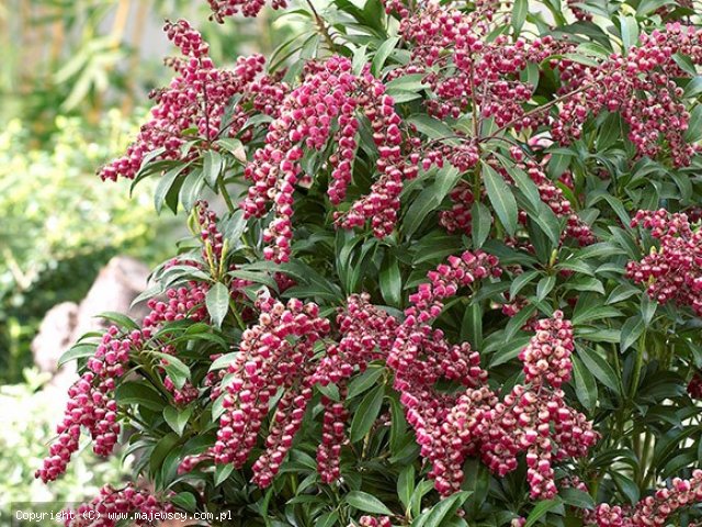 Pieris japonica 'Passion'  -  odm. 'Passion' 