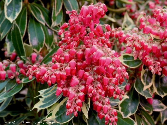 Pieris japonica 'Ralto'  - pieris japoński odm. 'Ralto' 