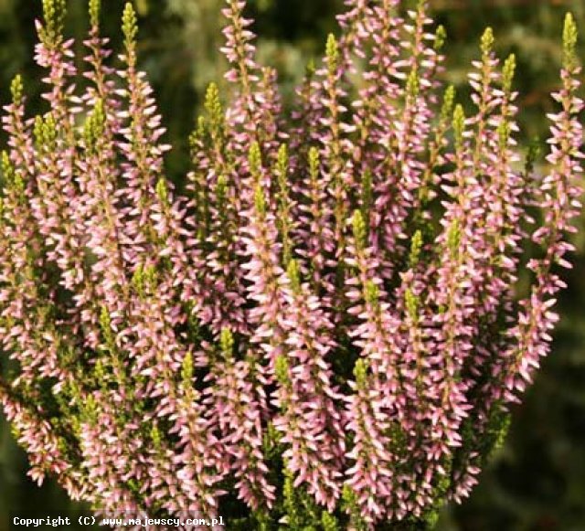 Calluna vulgaris 'Pink Alicia' ® - wrzos pospolity odm. 'Pink Alicia' ®