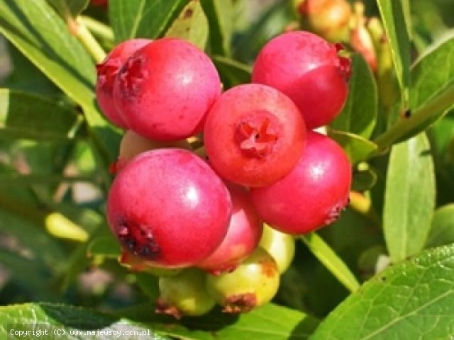 Vaccinium corymbosum 'Pink Lemonade'  - borówka wysoka odm. 'Pink Lemonade' 