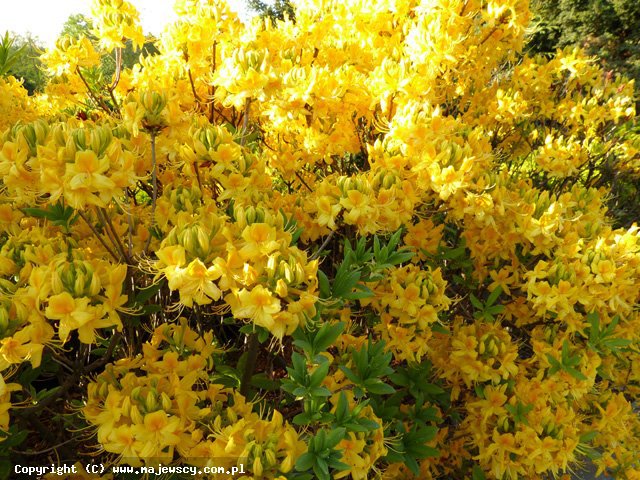 Rhododendron luteum 'Pontica'  - różanecznik żółty odm. 'Pontica' 