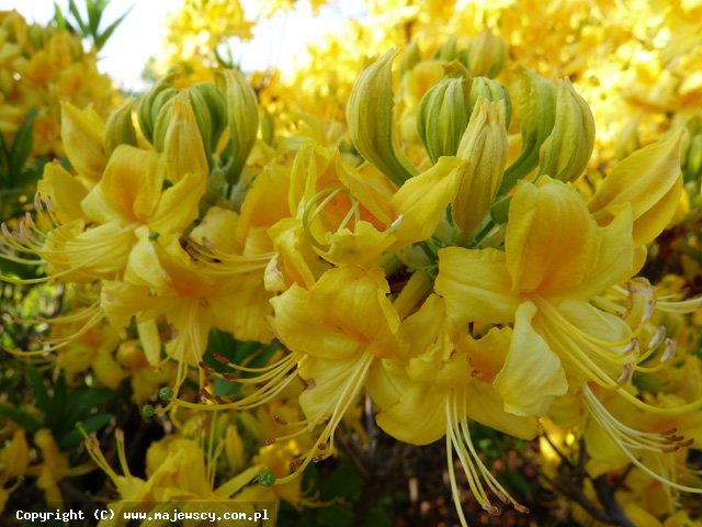 Rhododendron luteum 'Pontica'  - różanecznik żółty odm. 'Pontica' 