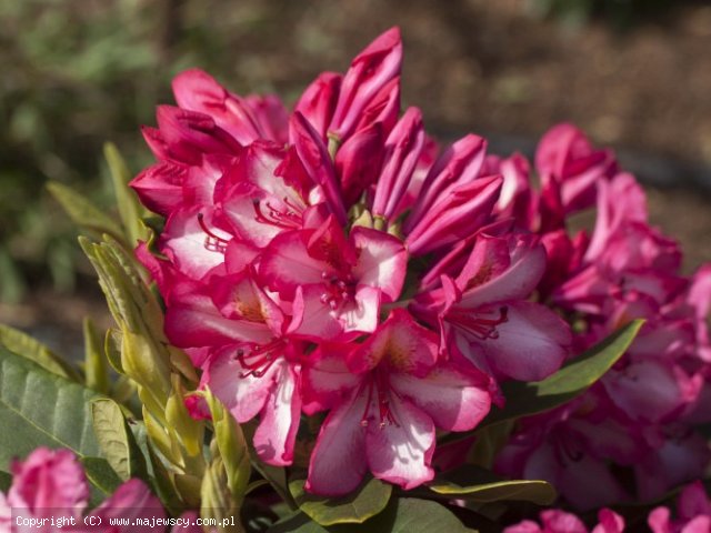 Rhododendron hybride 'Prinz Karneval'  - różanecznik mieszańcowy odm. 'Prinz Karneval' 