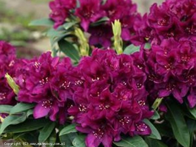 Rhododendron hybride 'Polarnacht'  -  odm. 'Polarnacht' 