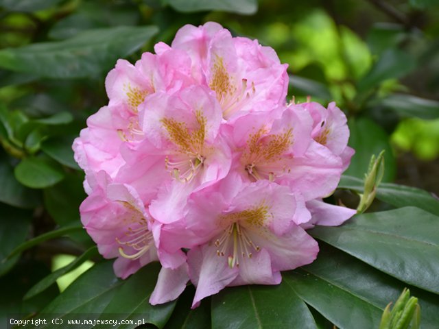 Rhododendron hybride 'Scintilation'  - różanecznik mieszańcowy odm. 'Scintilation' 