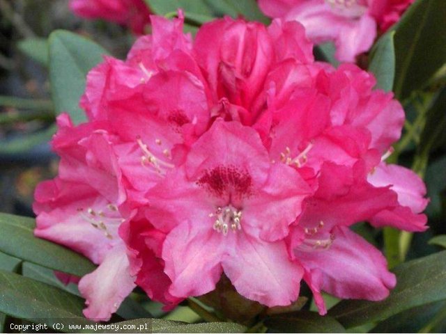 Rhododendron yakushimanum 'Sneezy'  - różanecznik jakuszimański odm. 'Sneezy' 