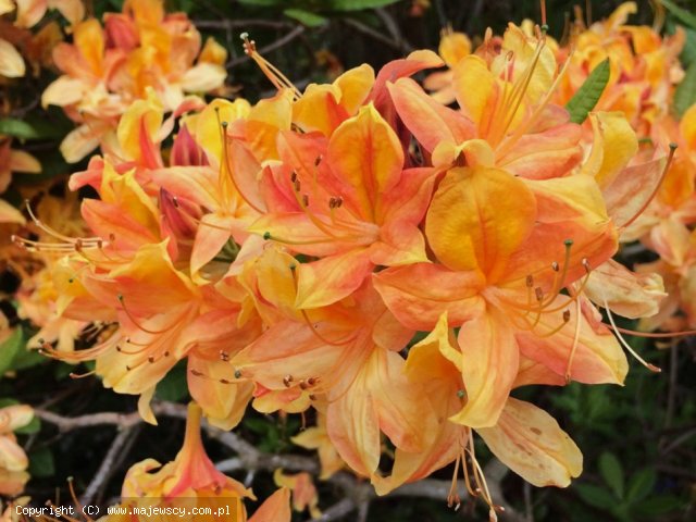 Rhododendron 'Apricot'  - azalia wielkokwiatowa odm. 'Apricot' 
