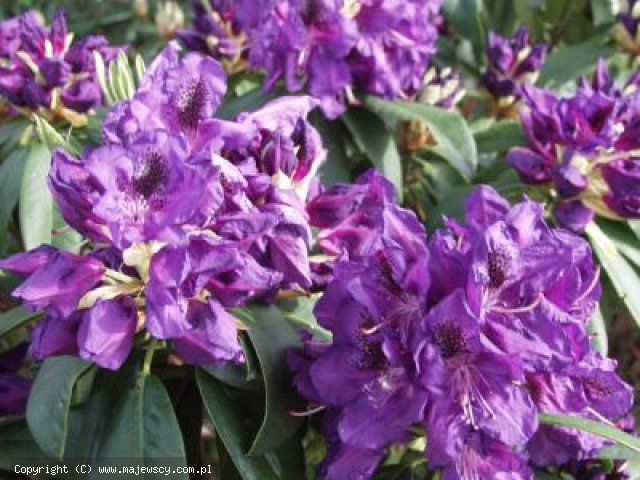 Rhododendron catawbiense 'Lee's Dark Purple'  - różanecznik katawbijski odm. 'Lee's Dark Purple' 