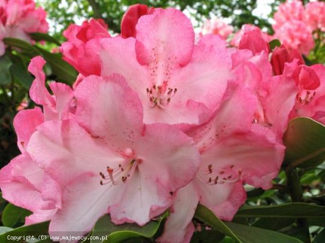Rhododendron hybride 'Eucharitis'  -  odm. 'Eucharitis' 