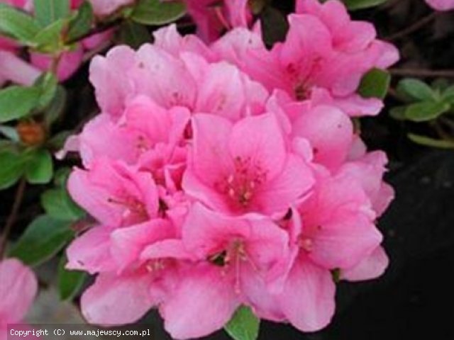 Rhododendron obtusum 'Anouk'  - azalia japońska odm. 'Anouk' 