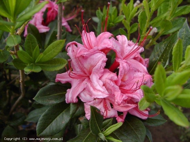 Rhododendron viscosum 'Weston's Sparkler'  - азалия крупноцветковая odm. 'Weston's Sparkler' 
