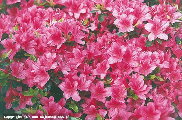 Rhododendron obtusum 'Drapa'  -  odm. 'Drapa' 