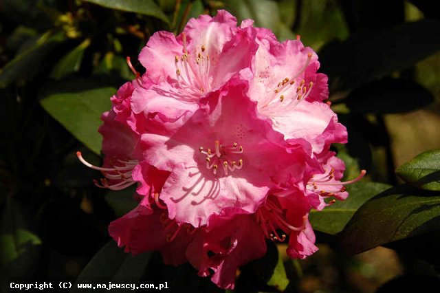 Rhododendron yakushimanum 'Lumina'  - różanecznik jakuszimański odm. 'Lumina' 
