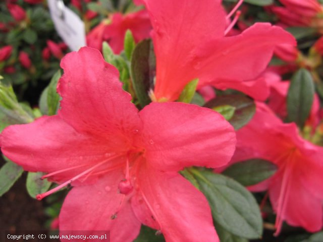 Rhododendron obtusum 'Arabesk'  - azalia japońska odm. 'Arabesk' 