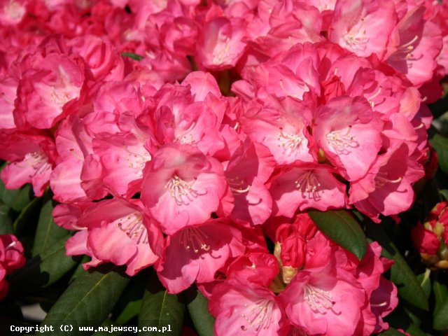 Rhododendron yakushimanum 'Fantastica'  - rhododendron yakushimanum odm. 'Fantastica' 