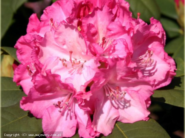 Rhododendron catawbiense 'Germania'  - różanecznik katawbijski odm. 'Germania' 