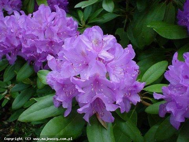 Rhododendron catawbiense 'Catawbiense Grandiflorum'  - рододендрон катавбиский odm. 'Catawbiense Grandiflorum' 