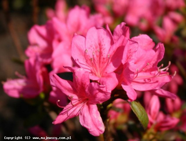 Rhododendron obtusum 'Rosalind'  -  odm. 'Rosalind' 