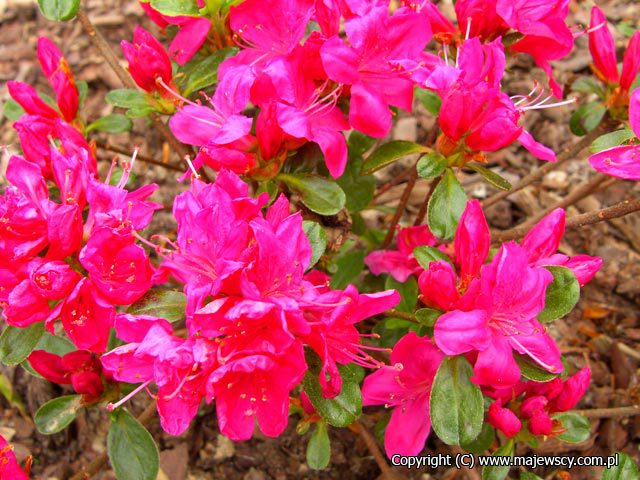 Rhododendron obtusum 'Rubinetta'  - azalia japońska odm. 'Rubinetta' 