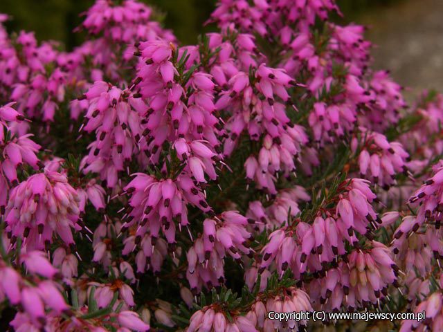 Erica carnea 'Rubinteppich'  - wrzosiec krwisty odm. 'Rubinteppich' 