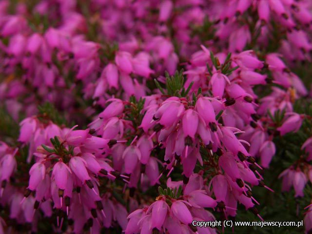 Erica carnea 'Rubinteppich'  - spring heath odm. 'Rubinteppich' 